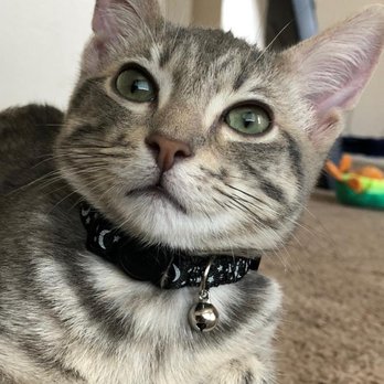 spcaLA - Walter aka Marlo - Pet Training Near Me - Long Beach, California