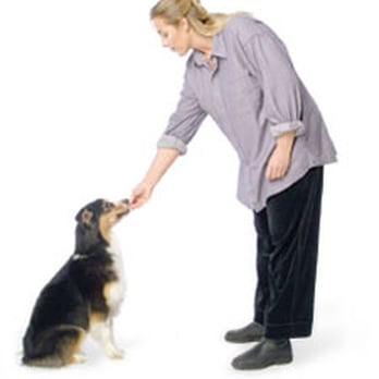 South Sarnia Veterinary Services - Veterinarians Near Me - Sarnia, Ontario South Sarnia Veterinary Services - Veterinarians Near Me - Sarnia, Ontario