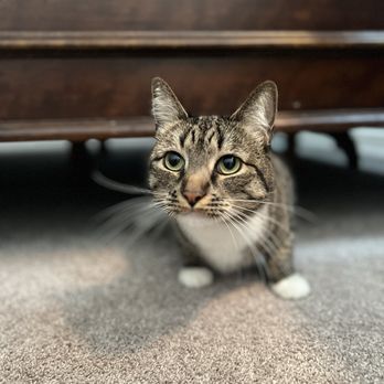 Little Guardian Pet Care - Pet Sitting Near Me - Allen, Texas Little Guardian Pet Care - Pet Sitting Near Me - Allen, Texas