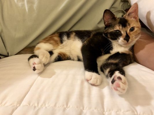 Long Beach Humane Society Kitty Cove