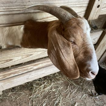 Dewberry Farm - Goat - Pumpkin Patches Near Me - Brookshire, Texas Dewberry Farm - Goat - Pumpkin Patches Near Me - Brookshire, Texas
