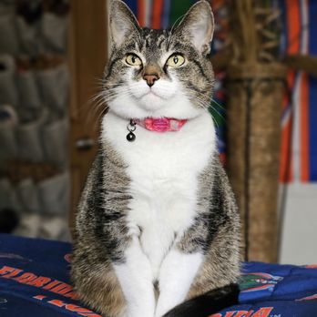 Fairland Veterinary Hospital - My sweet angel, Teddy. - Veterinarians Near Me - Fairland, Oklahoma Fairland Veterinary Hospital - My sweet angel, Teddy. - Veterinarians Near Me - Fairland, Oklahoma