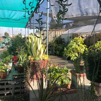 Ricardo's Nursery - Great selection - go here. Ask for Freddie, he knows his stuff . - Nurseries & Gardening Near Me - Long Beach, California Ricardo's Nursery - Great selection - go here. Ask for Freddie, he knows his stuff . - Nurseries & Gardening Near Me - Long Beach, California