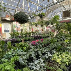 Shop indoor plants, trees, and succulents in our two greenhouses.