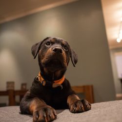 Happy Tails Animal Hospital - Ranger the Rottweiler, as a puppy.