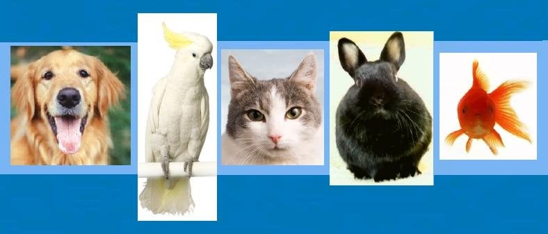 Pet Pals of Heathrow Image