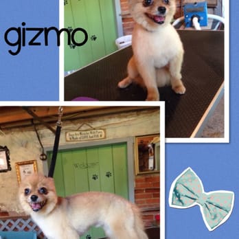 Grooming by Heather Harris - Pet Groomers Near Me - Newport, Pennsylvania Grooming by Heather Harris - Pet Groomers Near Me - Newport, Pennsylvania