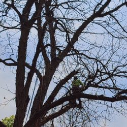 Texas Tree Service - Man to tree size comparison