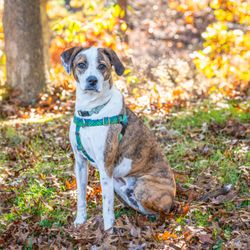 Animal Rescue Fund of the Hamptons - Photo of Bo by Dee McMeekan