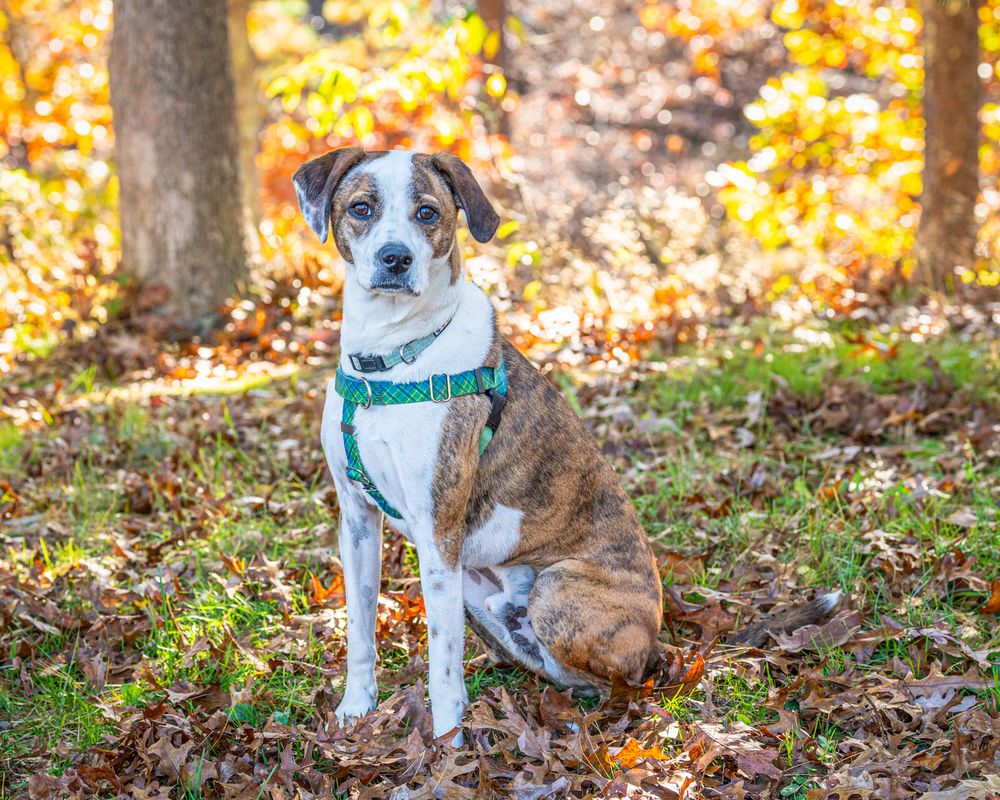 ANIMAL RESCUE FUND OF THE HAMPTONS Updated September 2024 36 Photos