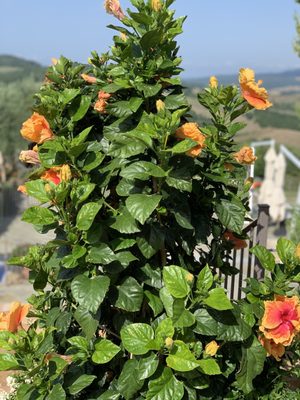 Castello di Casole, A Belmond Hotel, Tuscany by null
