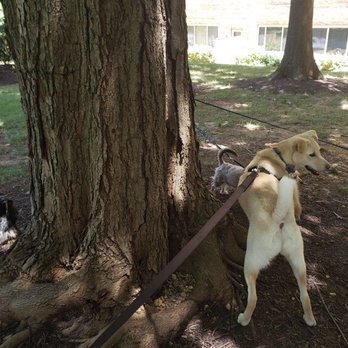 iDog - Puppy park time. - Dog Walkers Near Me