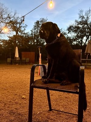 Dog House Drinkery & Dog Park by null