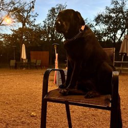 Doghouse Drinkery Dog Park