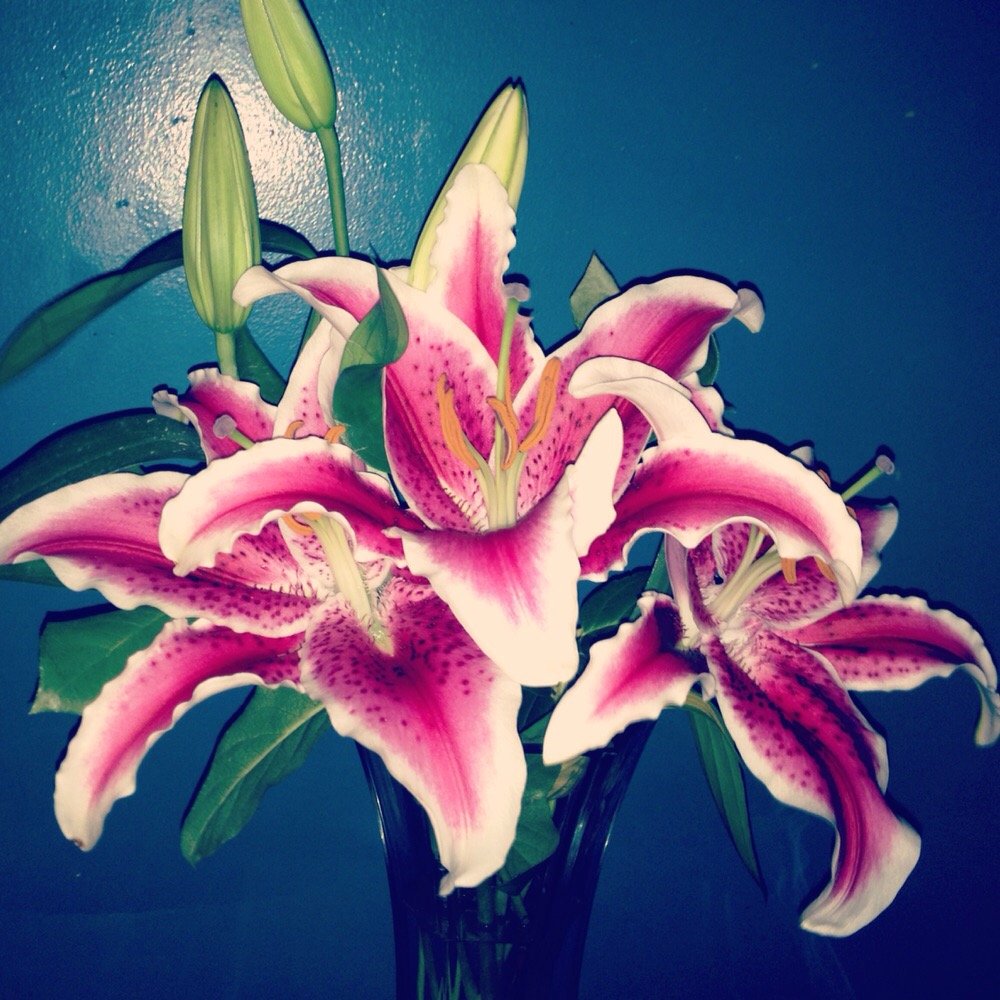 Beautiful stargazers I received Beautiful stargazers I received