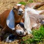 Amazing Acres Goat Dairy