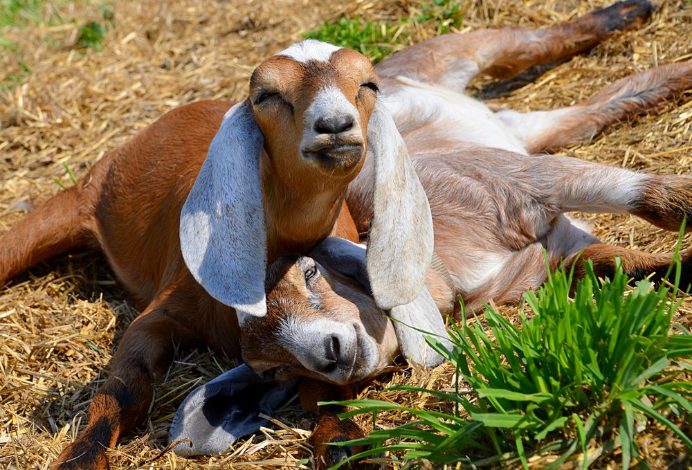 Amazing Acres Goat Dairy Logo