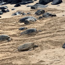 Primo VIP - Turtles