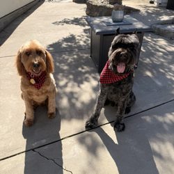 Picture Perfect Grooming