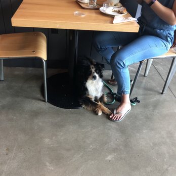 Sugar Bakery - Polite dog - Coffee & Tea Near Me - Seattle, Washington Sugar Bakery - Polite dog - Coffee & Tea Near Me - Seattle, Washington