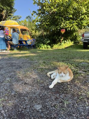 Coconut Glen's by null