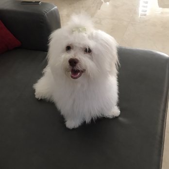 Miami's Pet Grooming - Pet Groomers Near Me - Miami, Florida Miami's Pet Grooming - Pet Groomers Near Me - Miami, Florida