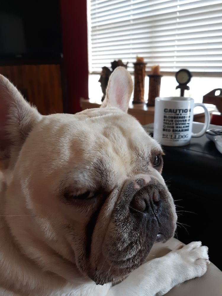 JILL WILL...LOVE YOUR PETS Updated August 2024 2629 Seneca Ave, The Villages, Florida Pet