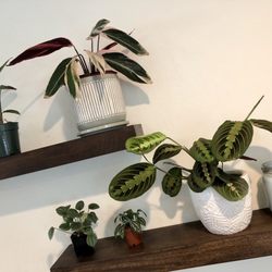 Nurseries Gardening In Castro Valley Yelp