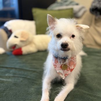 Posh Pooch - Rubbie does a great job! - Pet Groomers Near Me - Seal Beach, California Posh Pooch - Rubbie does a great job! - Pet Groomers Near Me - Seal Beach, California