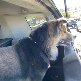 Happy Tails - Max looking fresh after his cut. - Pet Groomers Near Me - Los Angeles, California