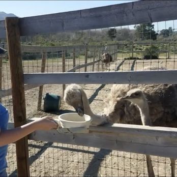 Ostrichland USA - Attraction Farms Near Me - Solvang, California Ostrichland USA - Attraction Farms Near Me - Solvang, California