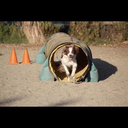 Chip doing agility. Chip doing agility.