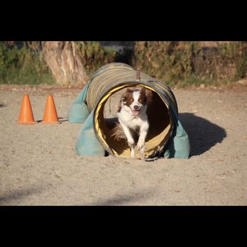 Performance Dogs In Action - Chip doing agility. - Pet Training Near Me - Pleasant Grove, California Performance Dogs In Action - Chip doing agility. - Pet Training Near Me - Pleasant Grove, California