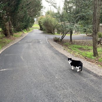 Affordable Asphalt - Kitty likes it too - General Contractors Near Me Affordable Asphalt - Kitty likes it too - General Contractors Near Me