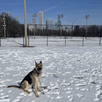 Sit Means Sit Dog Training Chicago - Pet Training Near Me - Chicago, Illinois