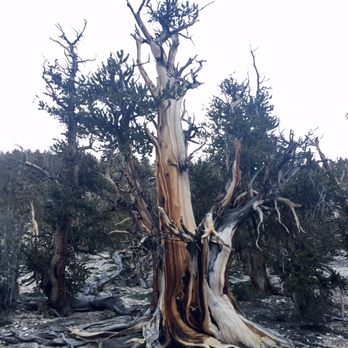 Ancient Bristlecone Pine Forest - Parks Near Me - Bishop, California Ancient Bristlecone Pine Forest - Parks Near Me - Bishop, California
