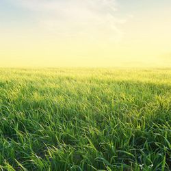 Allergy and Asthma Clinic of Central Texas