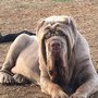Photo of Almost Home Animal Sanctuary