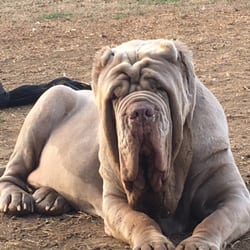 Almost Home Animal Sanctuary - HAM- AHAS's mascot. Tawny Neapolitan male who is a gentle giant and enjoys visits from friends and fans.
