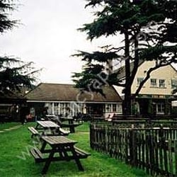 The Owl