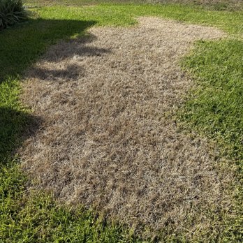 Rocket Pest Control - Grass killed by Rocket Pest Control - Pest Control Near Me - Port St Lucie, Florida Rocket Pest Control - Grass killed by Rocket Pest Control - Pest Control Near Me - Port St Lucie, Florida