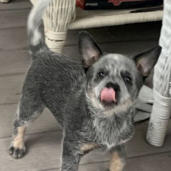 Horizon Heelers - Perfect little puppy! - Pet Breeders Near Me