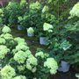 Photo of Bell Nurseries