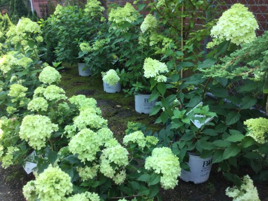 Bell Nurseries on Yelp