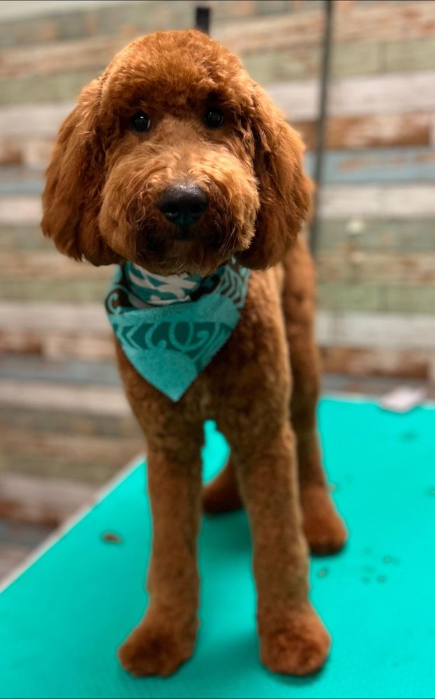 Salty Paws Healthy Pet Market Image