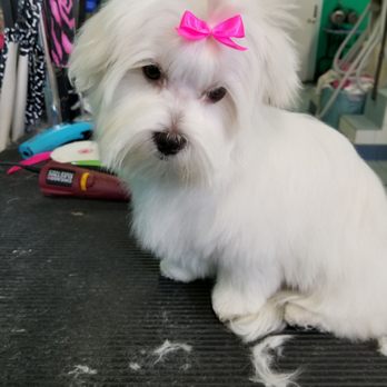 Bark'n Bubbles - Pet Groomers Near Me - South San Francisco, California Bark'n Bubbles - Pet Groomers Near Me - South San Francisco, California