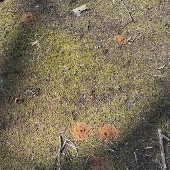 Honest Abe's Pest Control - Digger bees destroying someone's yard - Pest Control Near Me Honest Abe's Pest Control - Digger bees destroying someone's yard - Pest Control Near Me