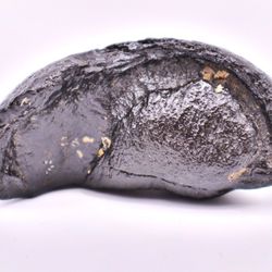 Did you know whales have inner-ear bones? Now you do! And you can own one too!