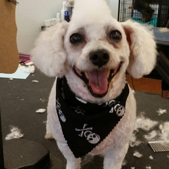 Anne's Doggy Spa - Pet Groomers Near Me - Columbia, Illinois Anne's Doggy Spa - Pet Groomers Near Me - Columbia, Illinois