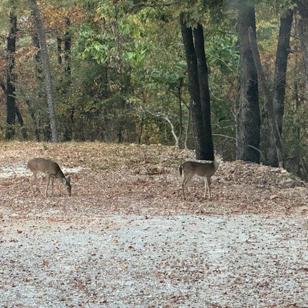 In The Trees - Deers. - Resorts Near Me - Hot Springs, Arkansas In The Trees - Deers. - Resorts Near Me - Hot Springs, Arkansas